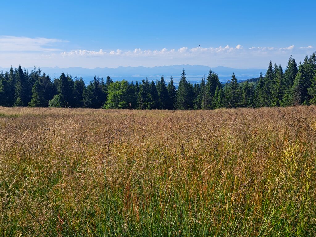 Tatry z Kucałowej Przełęczy