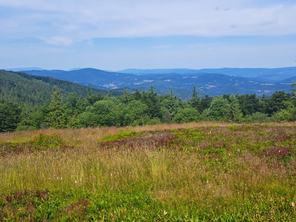 Widok na Beskid Żywiecki z Kociej Łapy