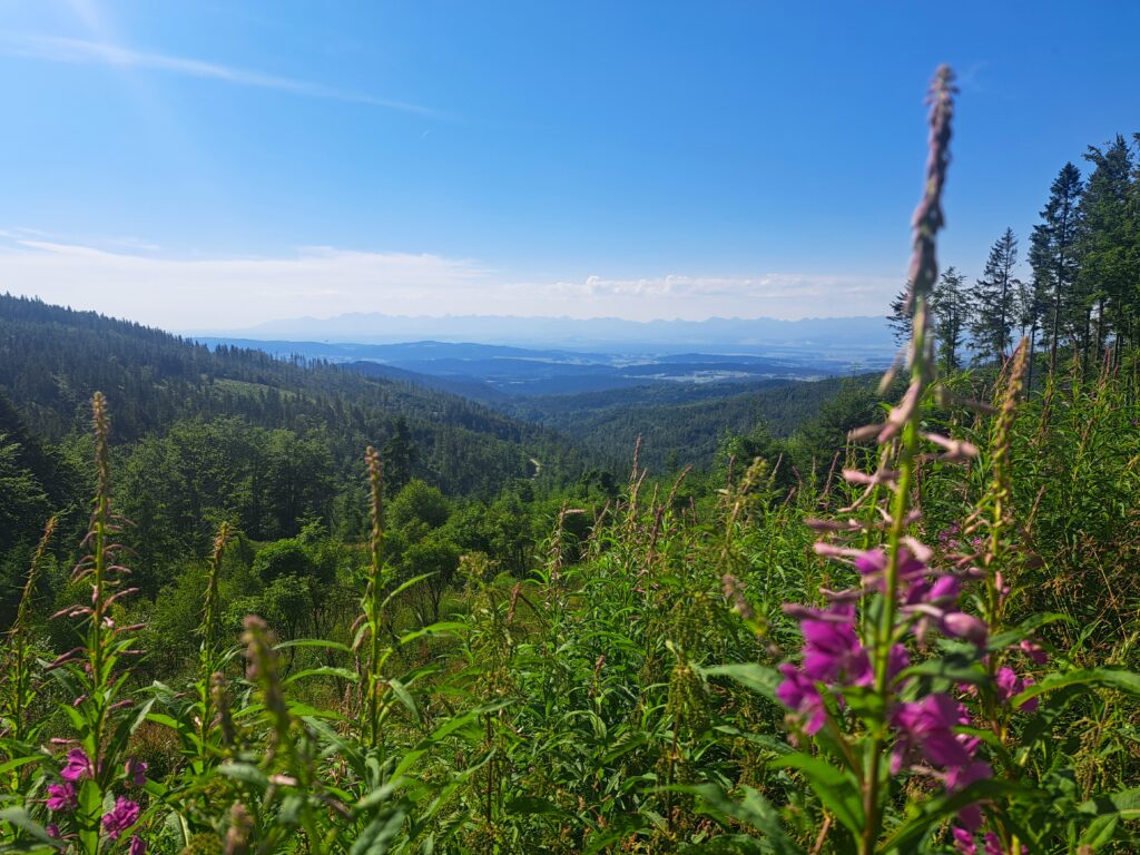 Widok sprzed schroniska