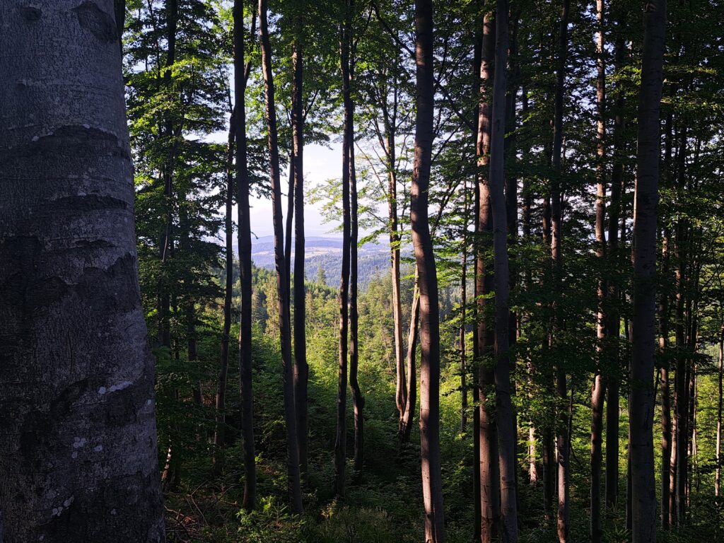Czarny szlak do schroniska