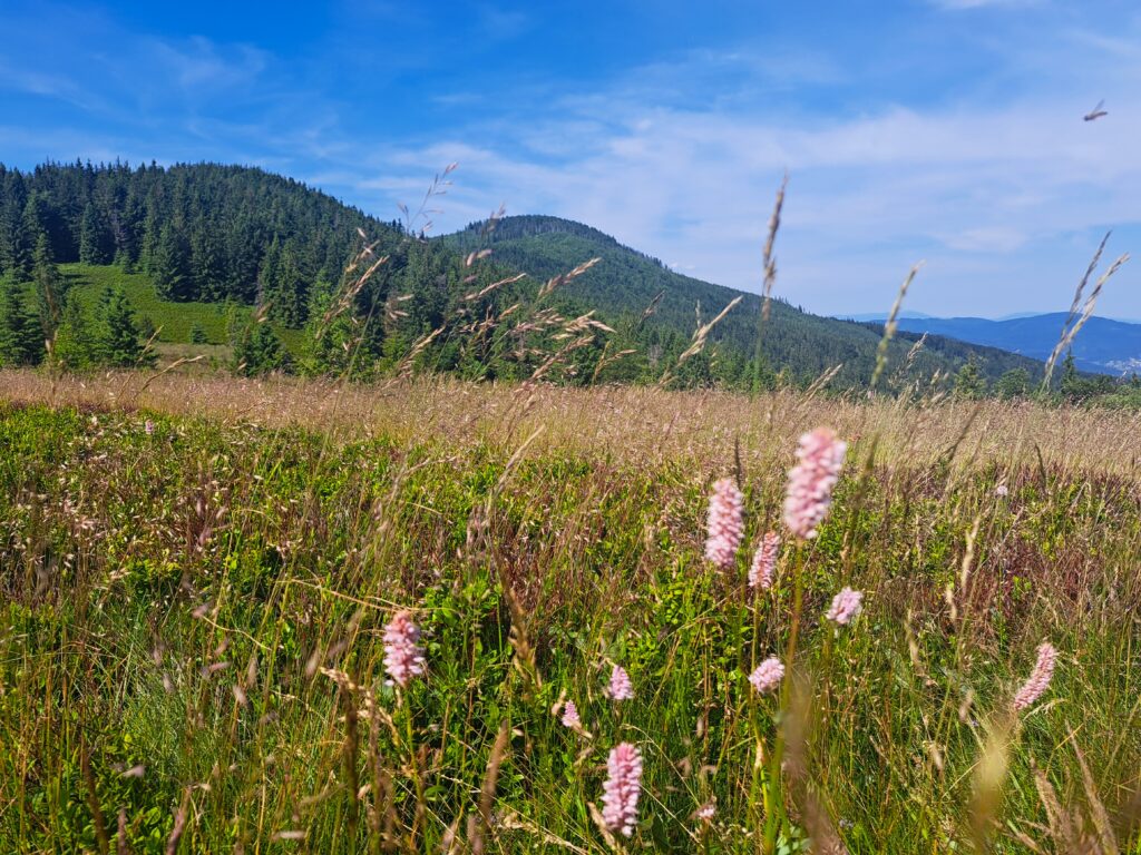 Jasna Grapa i Polica z Kociej Łapy